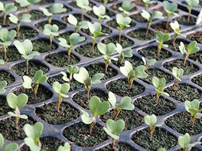 Hybrid Organic Broccoli Seeds (Pack of 20)